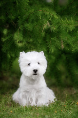 Cute West highland white Terrier in a lush Park.