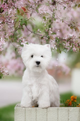 Cute West highland white Terrier in a lush Park.