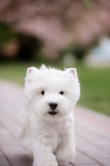 Cute West highland white Terrier in a lush Park.