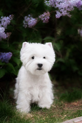 Cute West highland white Terrier in a lush Park.