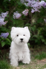 Cute West highland white Terrier in a lush Park.