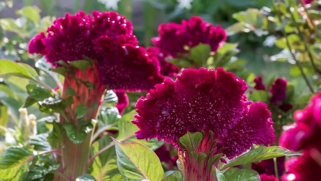 Time lapse of red flowers (Celosia cristata) in the garden at sunset.