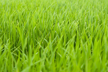 green rice field at sunrise.