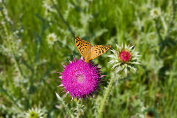 yellow butterfly on a flower thistle