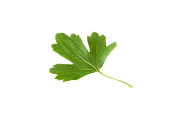 black currant leaves isolated on white background