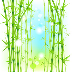 Fototapeta na wymiar Bamboo fresh background