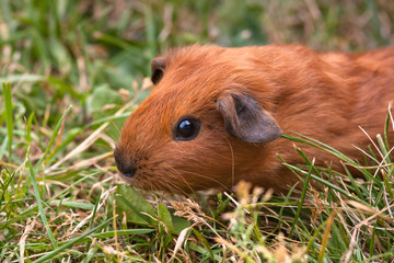 guinea pig in the grass