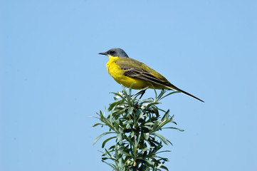 Perching male Yellow Wagtail
