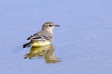 Yellow wagtail in water