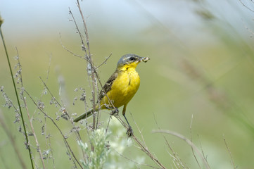 Perching Yellow Wagtail with feed