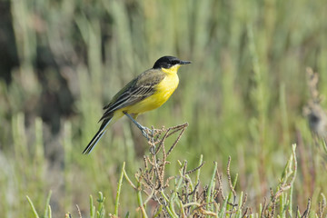 Obraz premium Perching Black-headed Wagtail at summer meadow