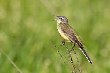 Perching female Yellow Wagtail