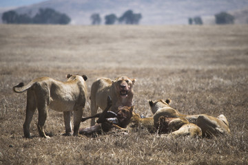 Lionesses hunting 