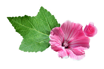 lavatera  isolated on white background. bright flower