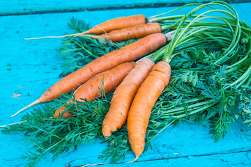 carrots with tops of vegetable beam on a blue wooden background