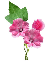 lavatera flowers isolated on white background. bright flower