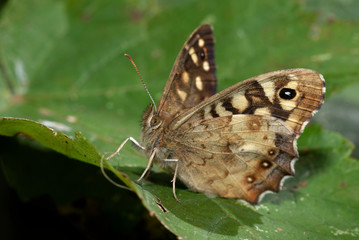 Obraz na płótnie Canvas Butterfly - Speckled Wood, Pararge aegeria