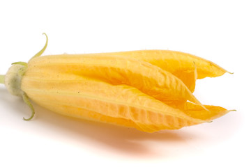 zucchini flower isolated on white background macro
