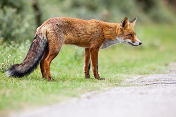 an red fox