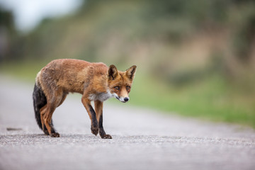 an red fox