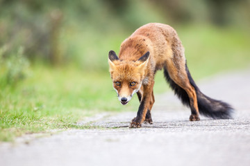 an red fox