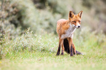an red fox