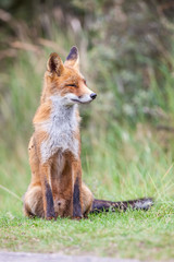an red fox