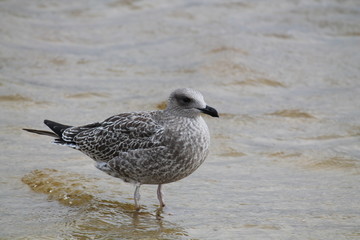 European herring gull. Juvenile herring seagull