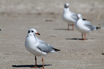 Black headed gull. First winter plumage