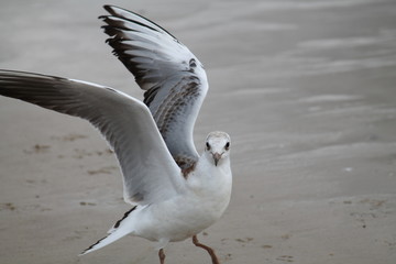Black headed gull. Juvenile herring