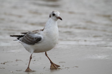 Black headed gull. Juvenile herring
