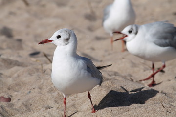 Black headed gull. First winter plumage