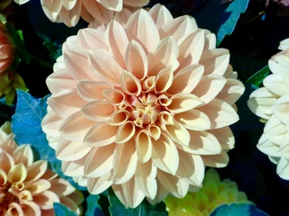 Photo sur Plexiglas Dahlia Peach dahlia flower
