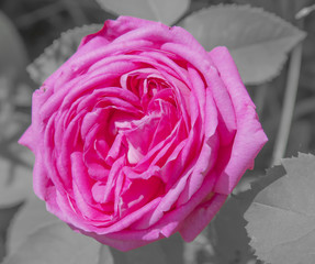 Розовая роза на сером фоне