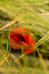 Мак в пшенице