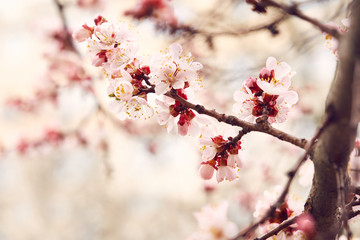 Spring blossom tree