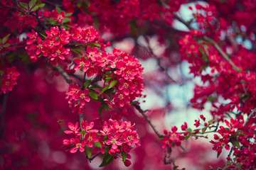 Spring blooming tree