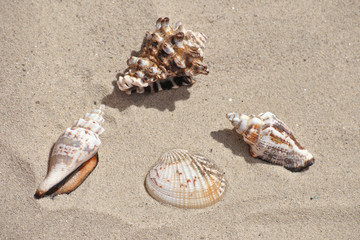 Sea shells in the sand at the beach