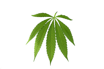 Cannabis leaf, marijuana isolated