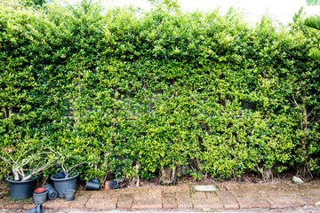 Stone wall with green plants and flowerpot