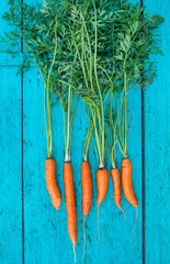 carrots with tops of vegetable beam on a blue wooden background