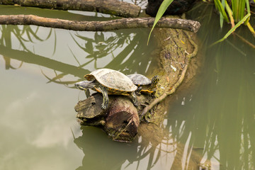 Fototapeta premium Tortue cistude d'europe