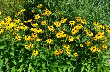 Echinacea - Gelber Sonnenhut blüht im Garten