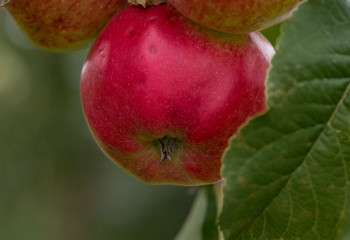 Dutch apples