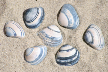 Fototapeta na wymiar Sea shells in the sand at the beach