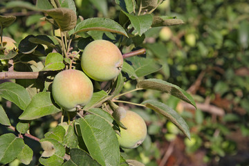 Obraz premium Apples on a branch