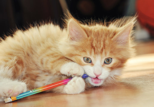 Cute and funny fluffy ginger kitten gnaws a pencil. Back to school concept.