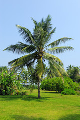 Fototapeta premium Palm tree