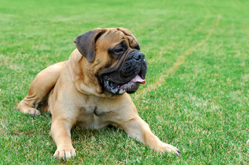 English Mastiff dog