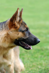 German Shepherd dog portrait